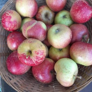 Kinderappels (2 kg)