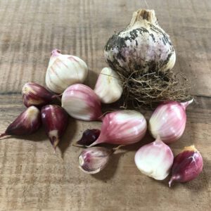 Knoflook