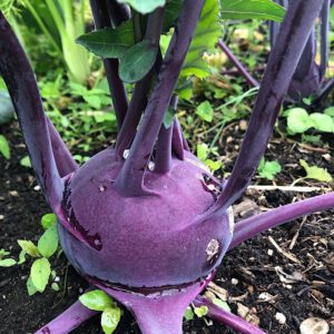 Koolrabi