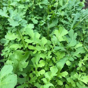 Rucola