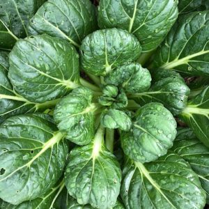 Tatsoi